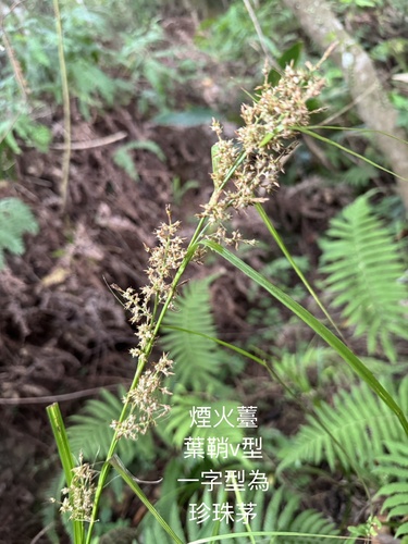 Carex cruciata observed 2026-10-14