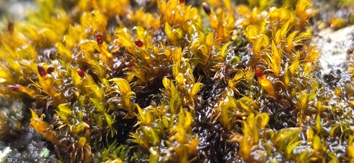 Andreaea australis observed 2026-10-14