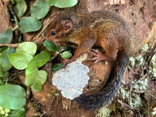 Thomas's Rope Squirrel