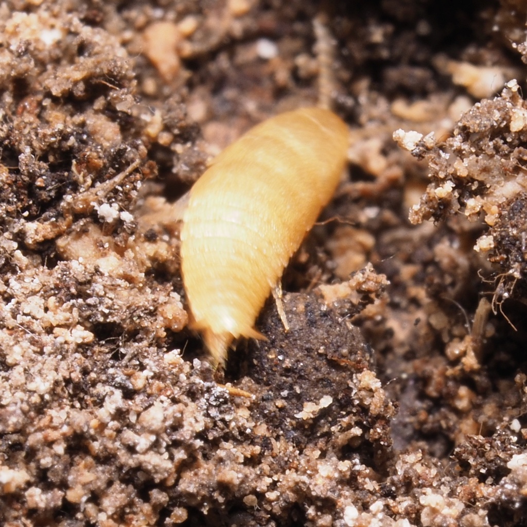 Atelura formicaria