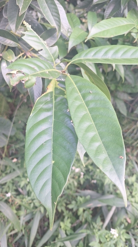 Lithocarpus brevicaudatus observed 2026-10-14
