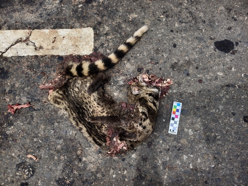 Small Indian Civet