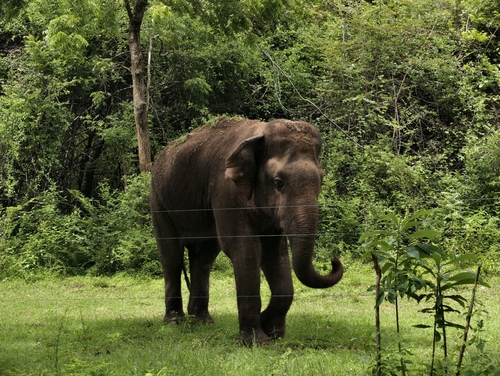 Sri Lankan Elephant