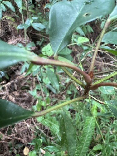 Elaeocarpus japonicus observed 2026-10-14