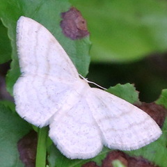 Scopula ternata