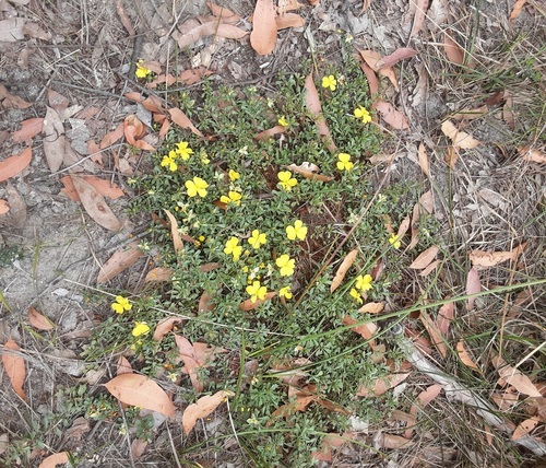 Hibbertia diffusa observed 2026-10-02