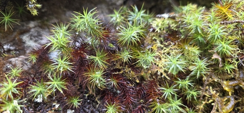 Polytrichastrum alpinum observed 2026-10-14