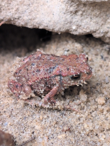 European Toad
