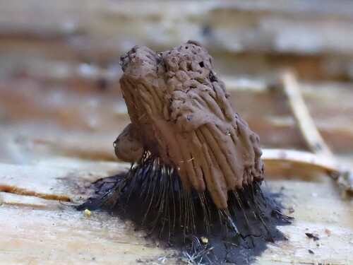 Stemonitis fusca observed 2026-10-01