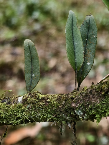 Pyrrosia lingua observed 2026-10-14
