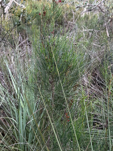 Allocasuarina muelleriana observed 2026-10-14