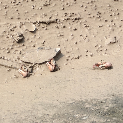 Bowed Fiddler Crab