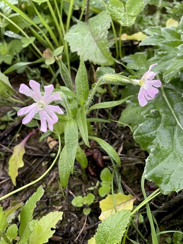 Silene noctiflora observed 2026-10-14