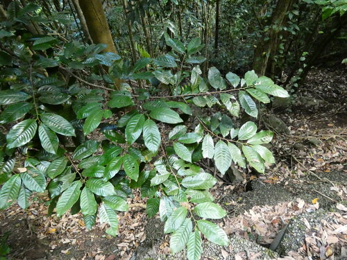 Myristica globosa observed 2026-10-14
