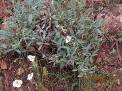 Helianthemum asperum