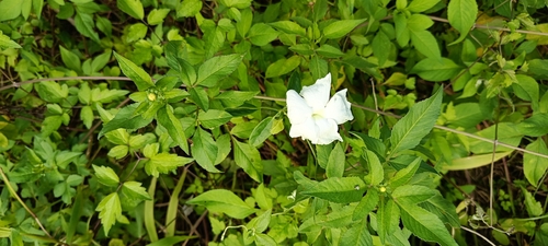 Thunbergia fragrans observed 2026-10-14