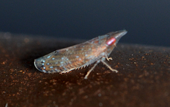 Scaphytopius rubellus