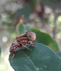 Eristalinus