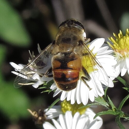 Common Drone Fly