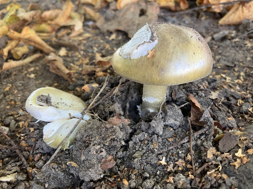 Deathcap