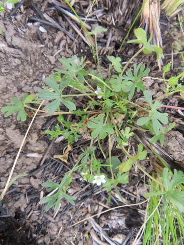 Geranium retrorsum observed 2026-10-14