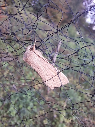Large Wainscot Moth