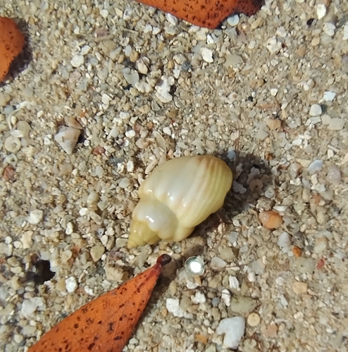 Nassarius coronatus observed 2026-10-14