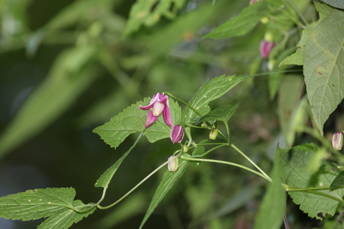 Clematis lasiandra, 2026-10-10