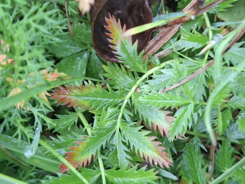 common silverweed