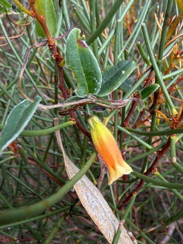 Marianthus bignoniaceus observed 2026-10-14