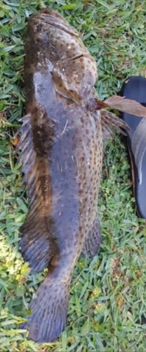 Epinephelus coioides observed 2026-10-14
