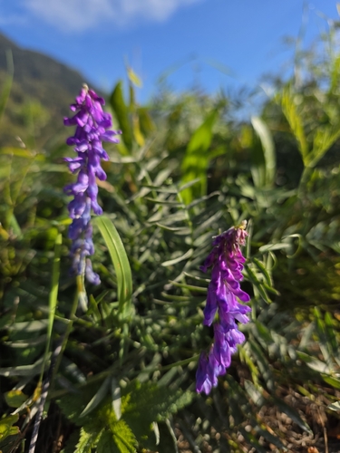 tufted vetch