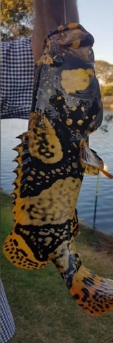 Epinephelus lanceolatus observed 2026-10-14