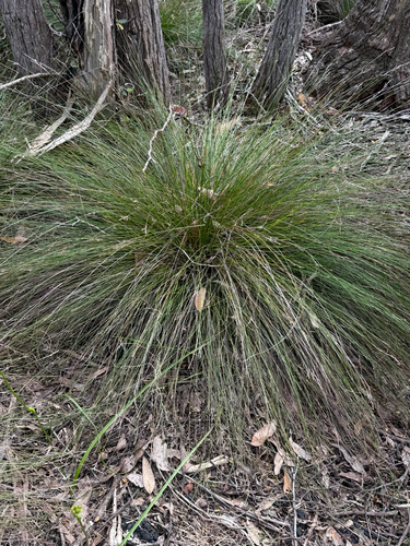 Lepidosperma semiteres, 2026-10-14