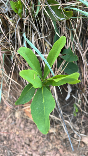 Dichapetalum observed 2026-10-14