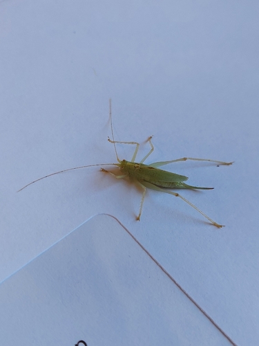 Oak Bush-cricket