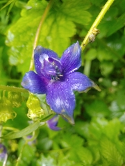 Delphinium trolliifolium