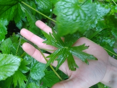 Delphinium trolliifolium