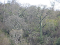 Ceiba trischistandra
