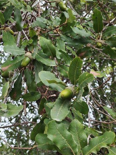Quercus infectoria observed 2026-10-13