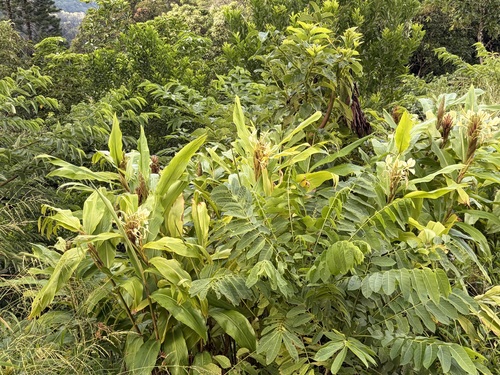 Hedychium flavescens observed 2026-09-28