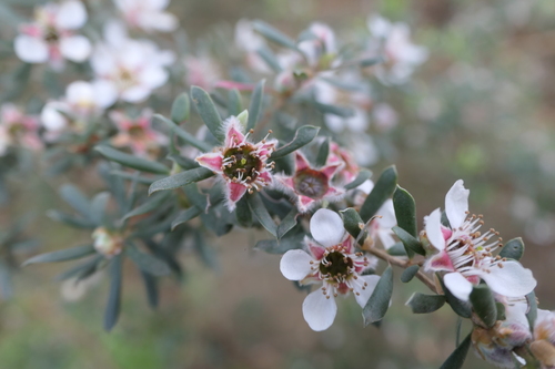 Leptospermum lanigerum observed 2026-10-14