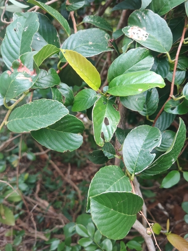 Tetracera sarmentosa observed 2026-10-13