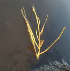 Pseudopterogorgia fredericki