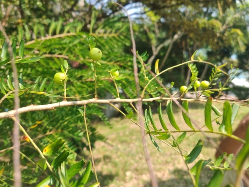 Phyllanthus emblica observed 2026-10-14