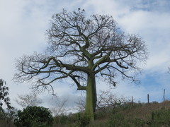 Ceiba trischistandra