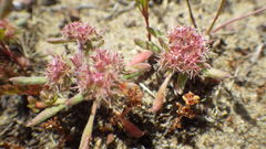 Chorizanthe cuspidata cuspidata