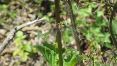 Lestes stultus