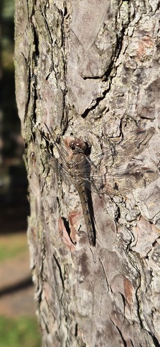 Common Darter