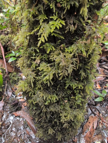 Hypnodendron vitiense observed 2026-10-14
